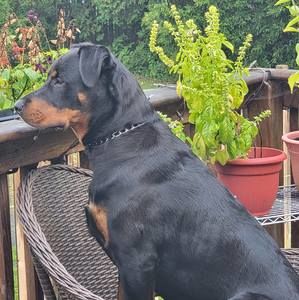 Meet your Posher, Daniella